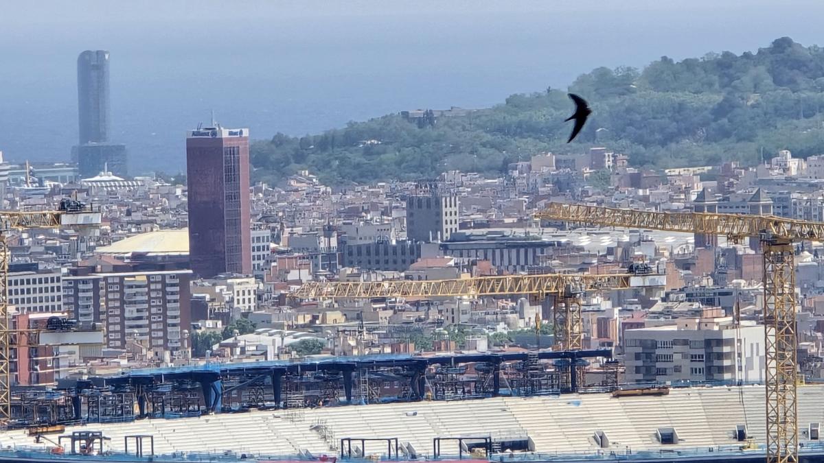 Primeros avances para la cubierta del Spotify Camp Nou